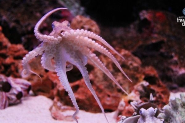 Кракен сайт 1kraken me вход