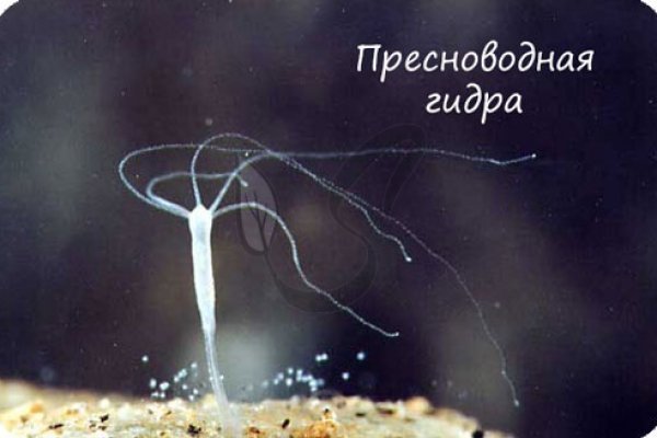 Сайт мега кракен
