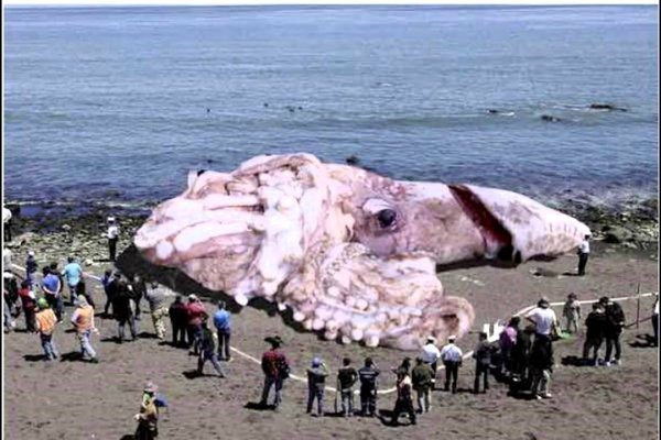 Kraken at17